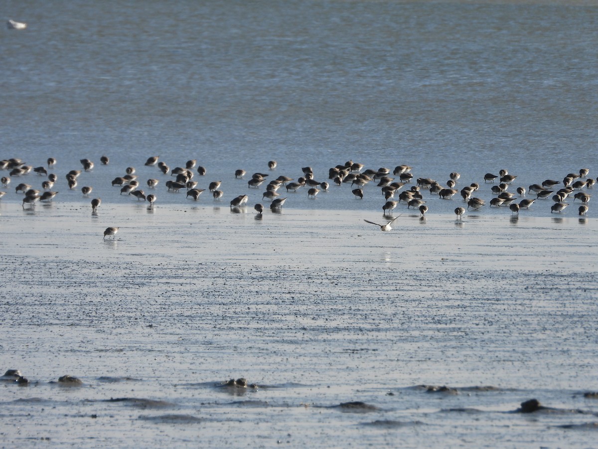 Dunlin - ML646006166