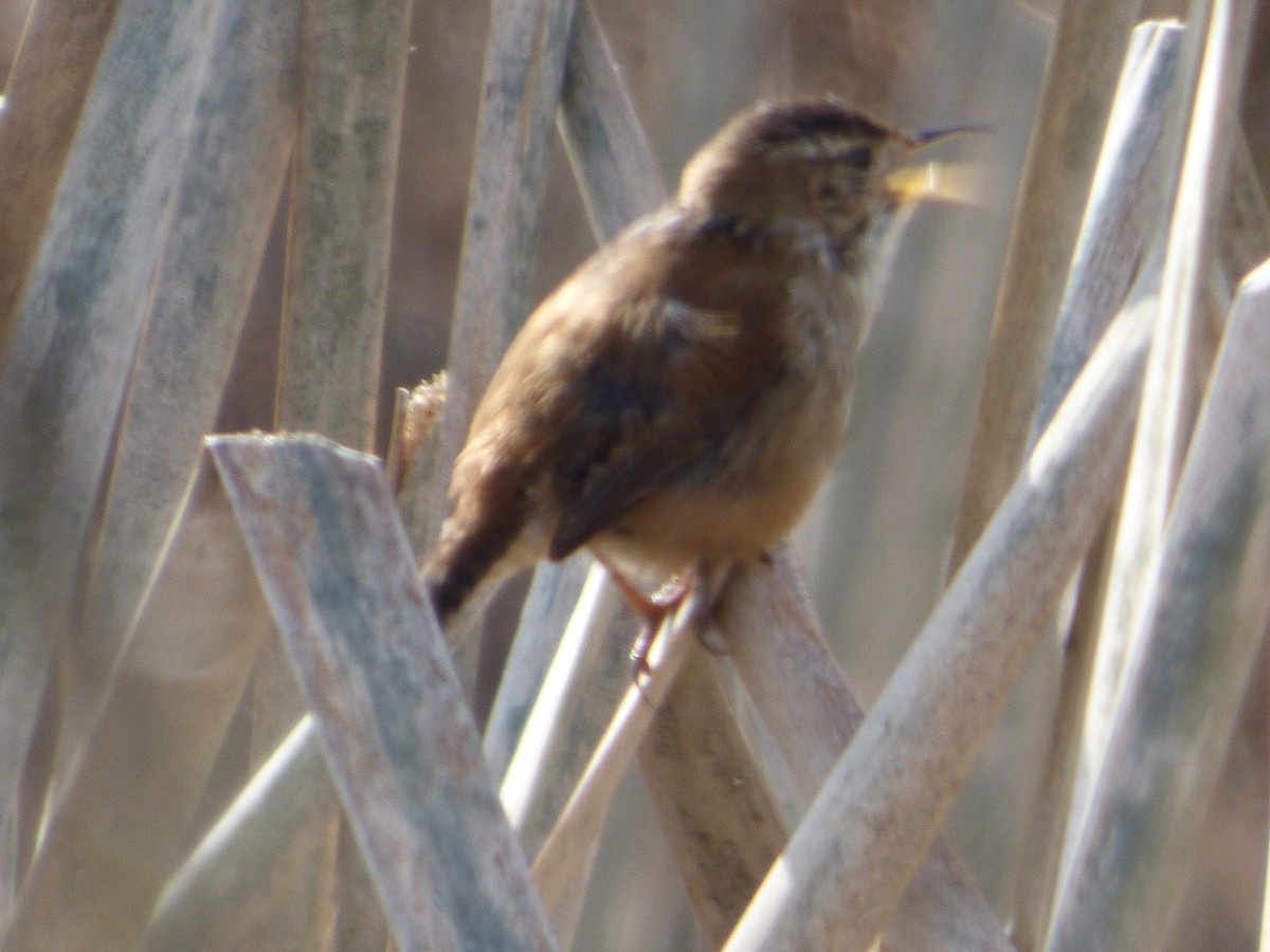 Овад болотяний - ML646006171