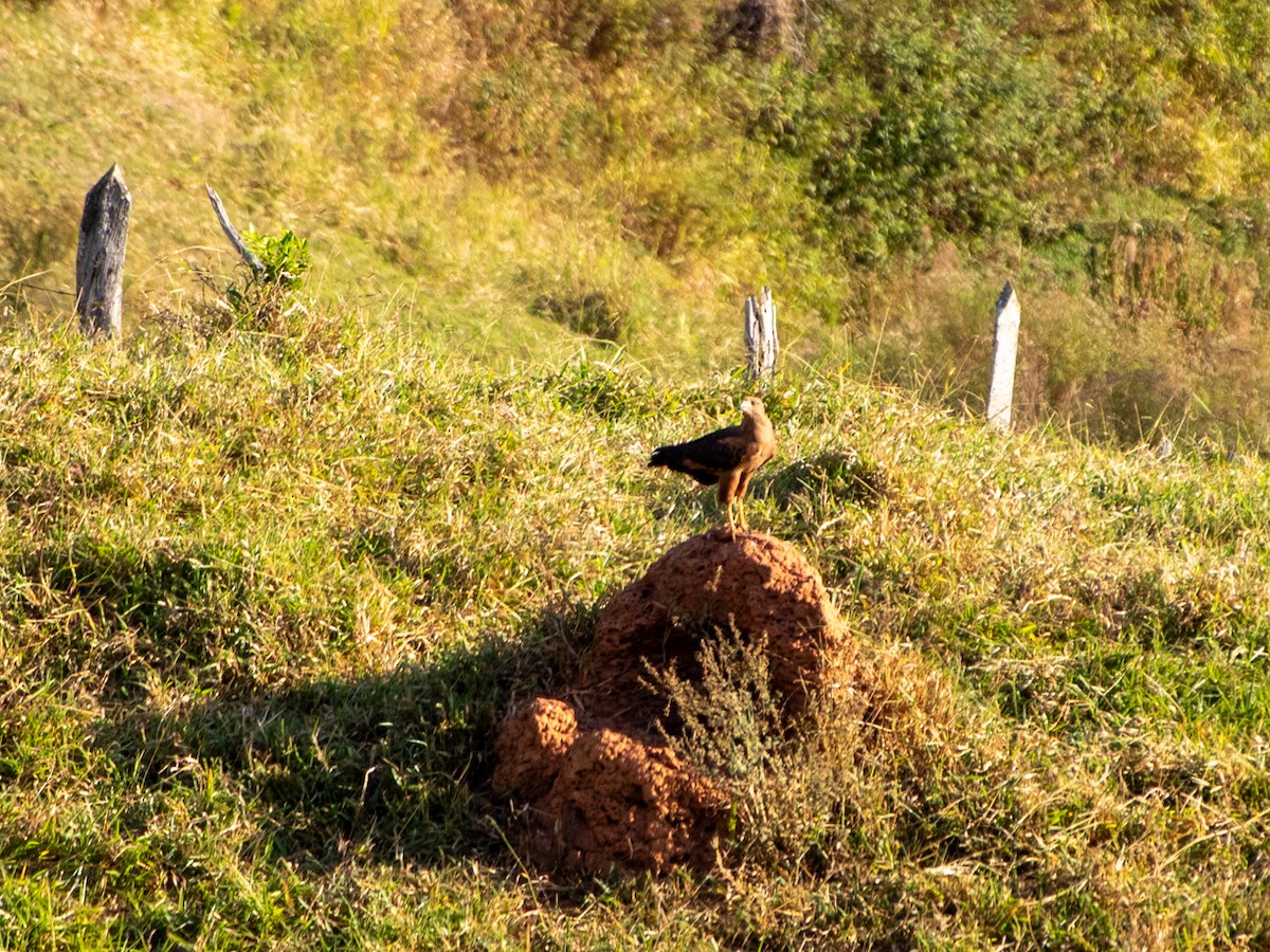 Саванный крабоед - ML646006172