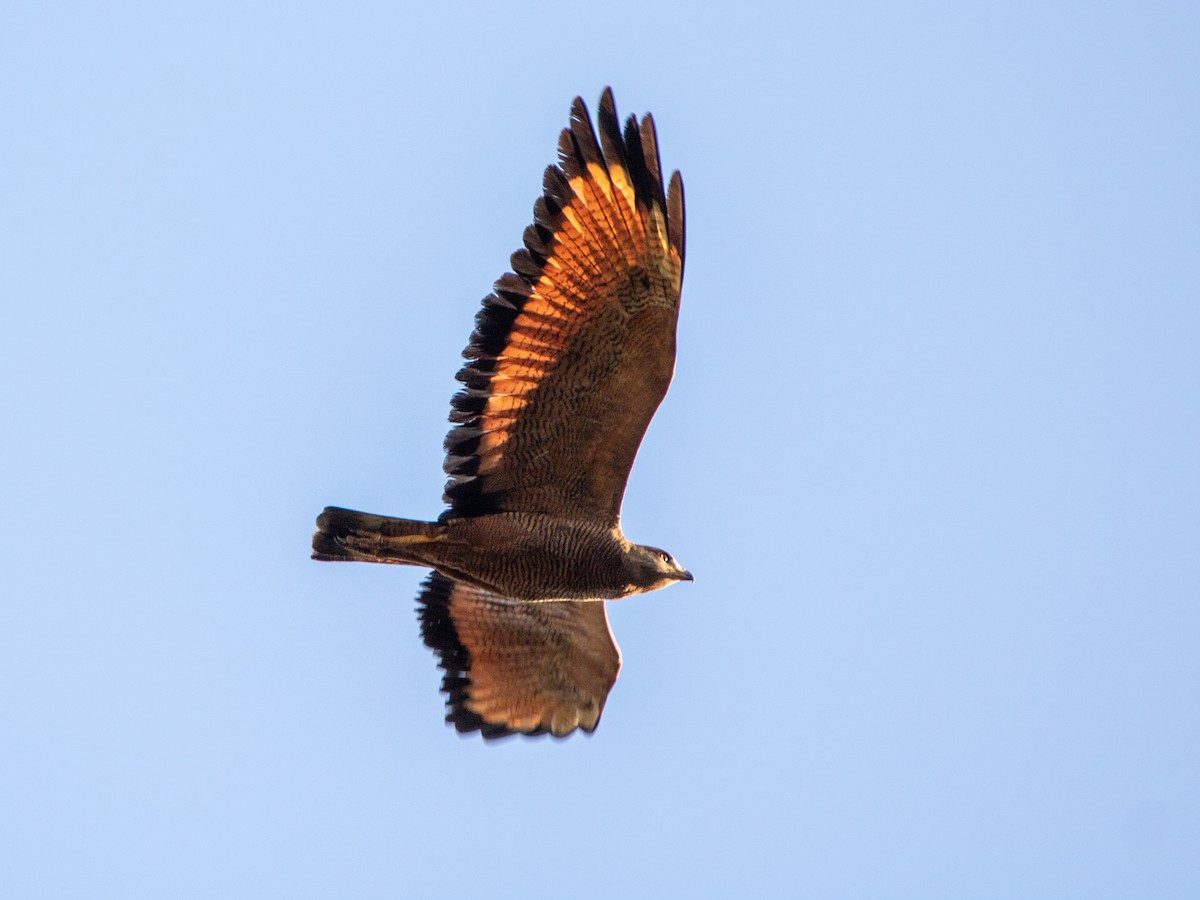 Саванный крабоед - ML646006177