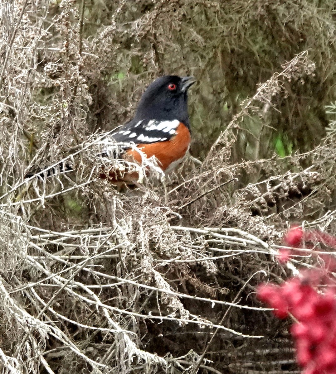 Toquí Moteado - ML646006179