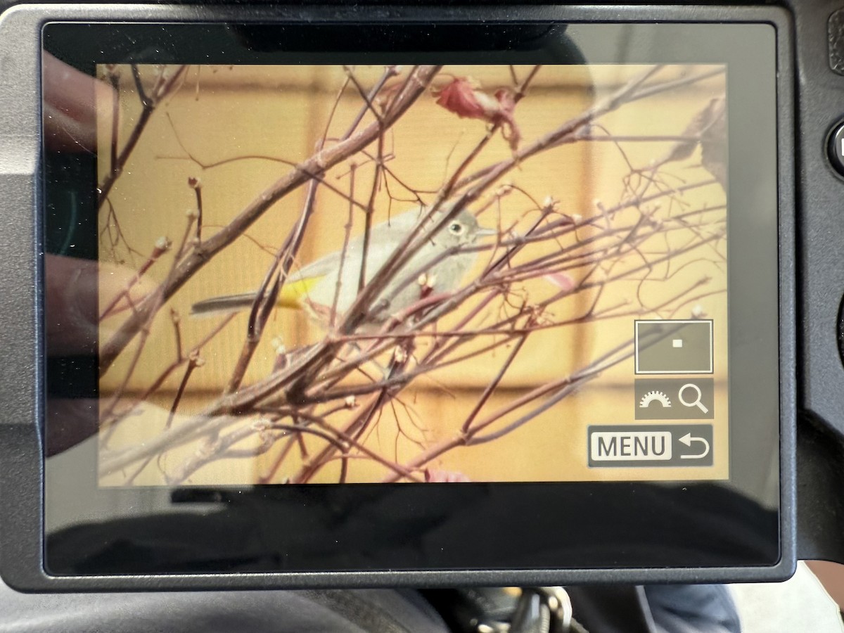 Червоїд жовтоволий - ML646006180