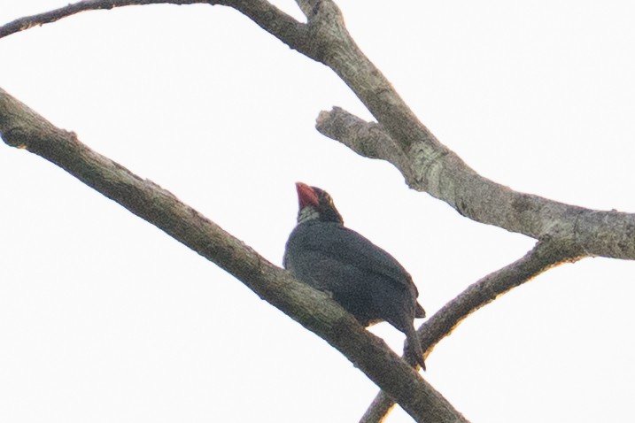 Slate-colored Grosbeak - ML646006181