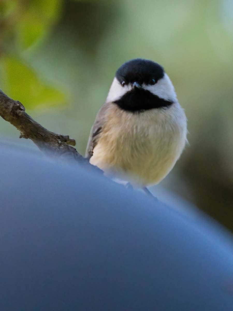 Каролинская гаичка - ML646006185