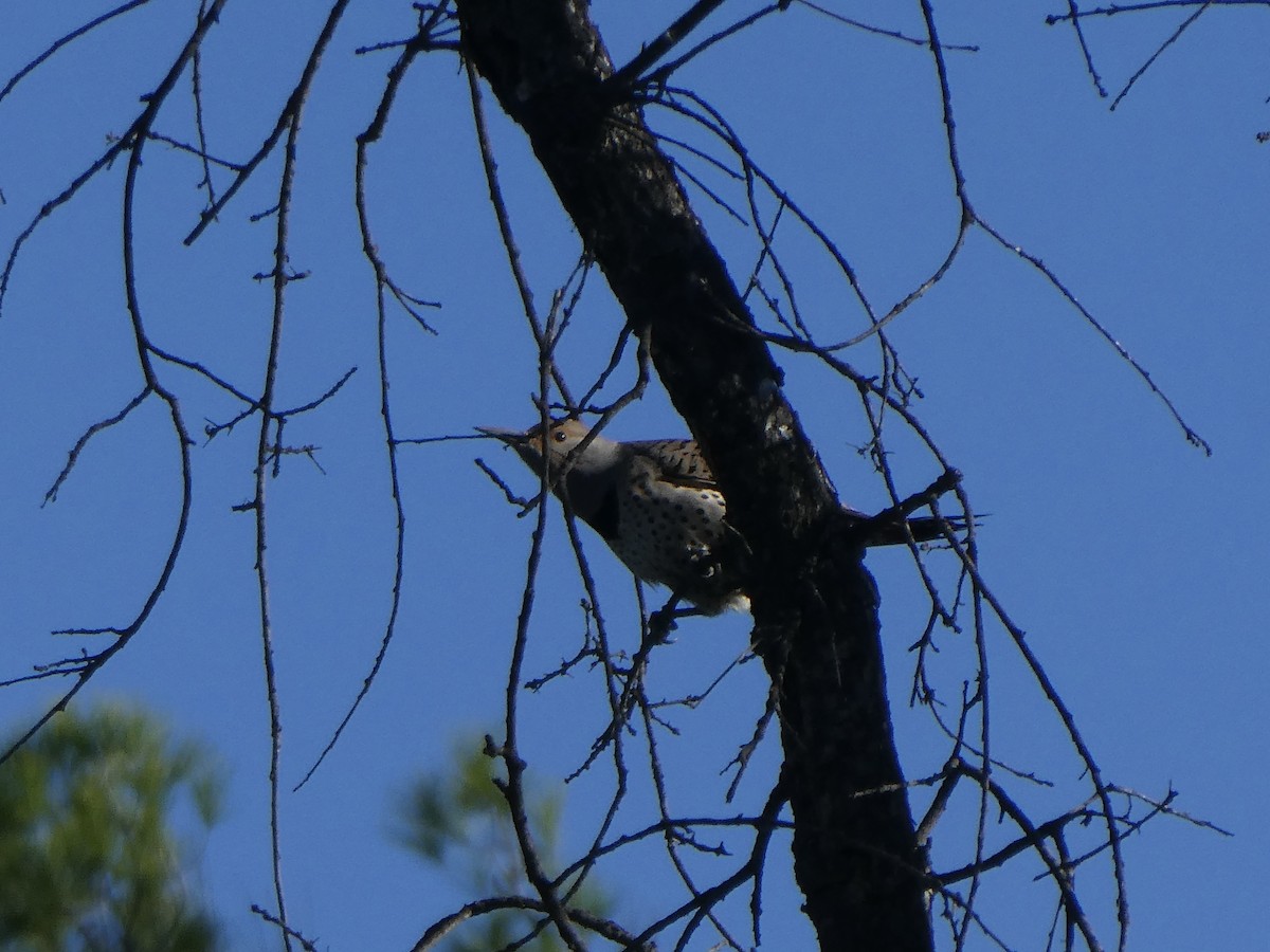 Northern Flicker - ML646006187