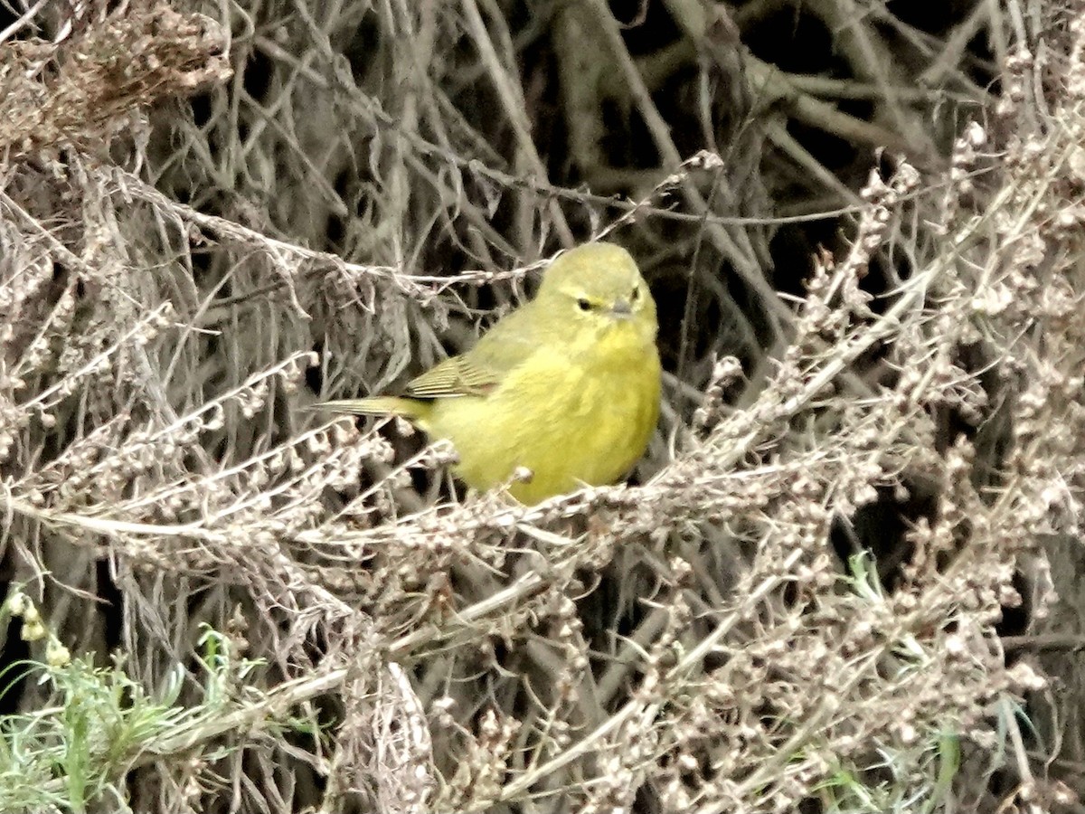 Reinita Coroninaranja - ML646006191