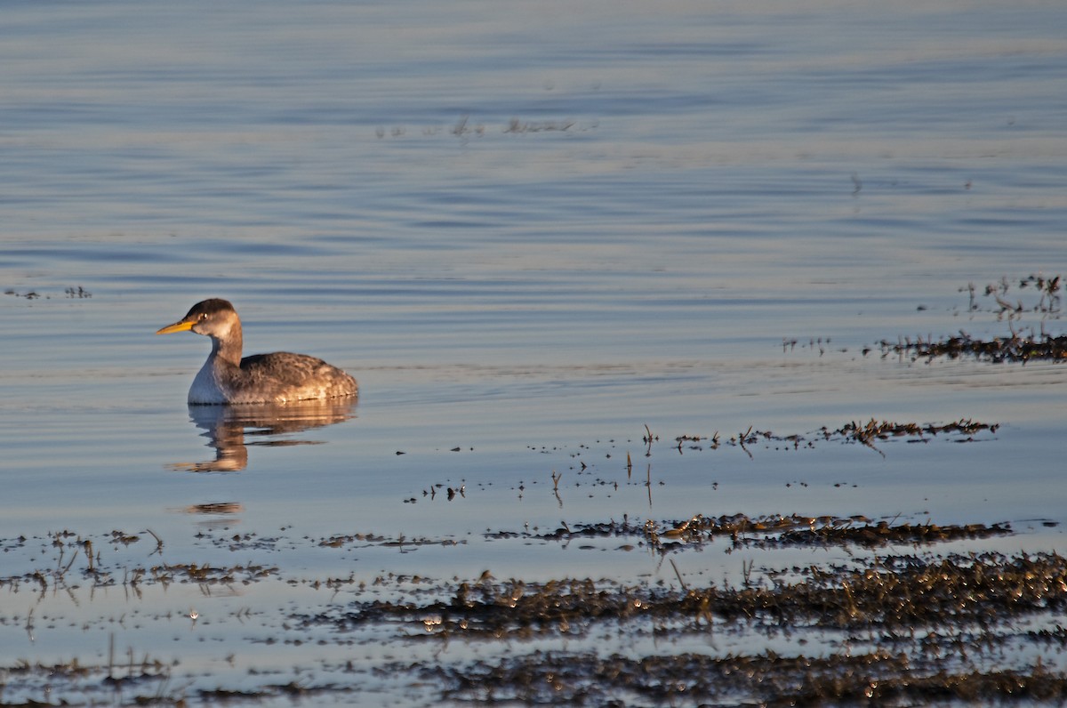 Somormujo Cuellirrojo - ML646006197