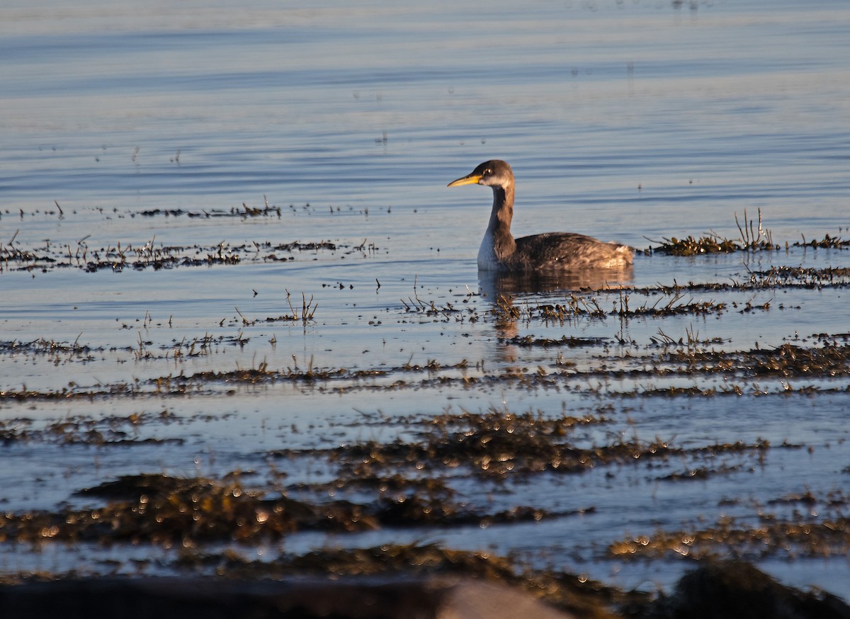 Somormujo Cuellirrojo - ML646006198