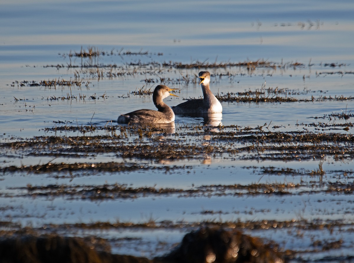 Somormujo Cuellirrojo - ML646006199