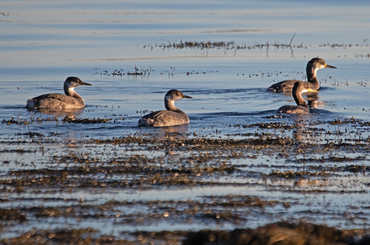Somormujo Cuellirrojo - ML646006200