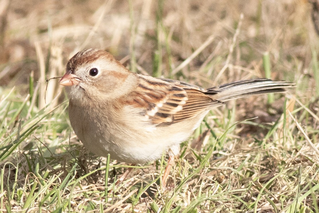 Field Sparrow - ML646006203