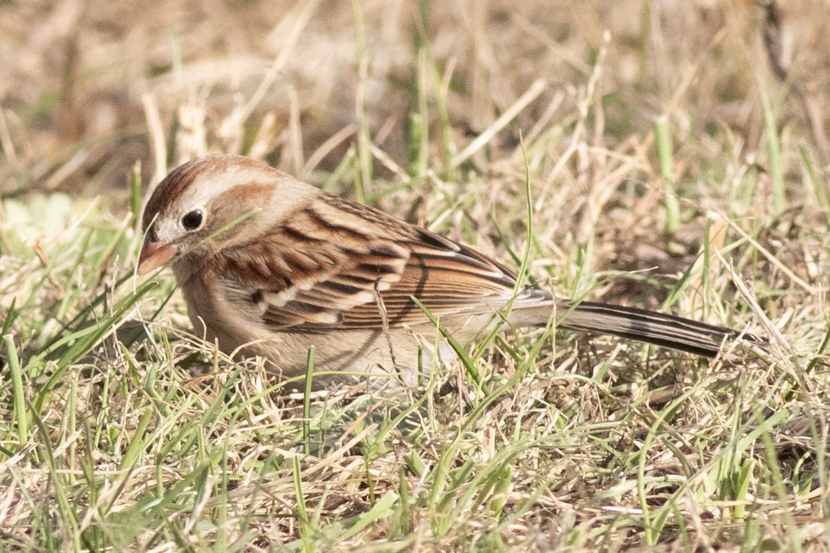 Field Sparrow - ML646006204