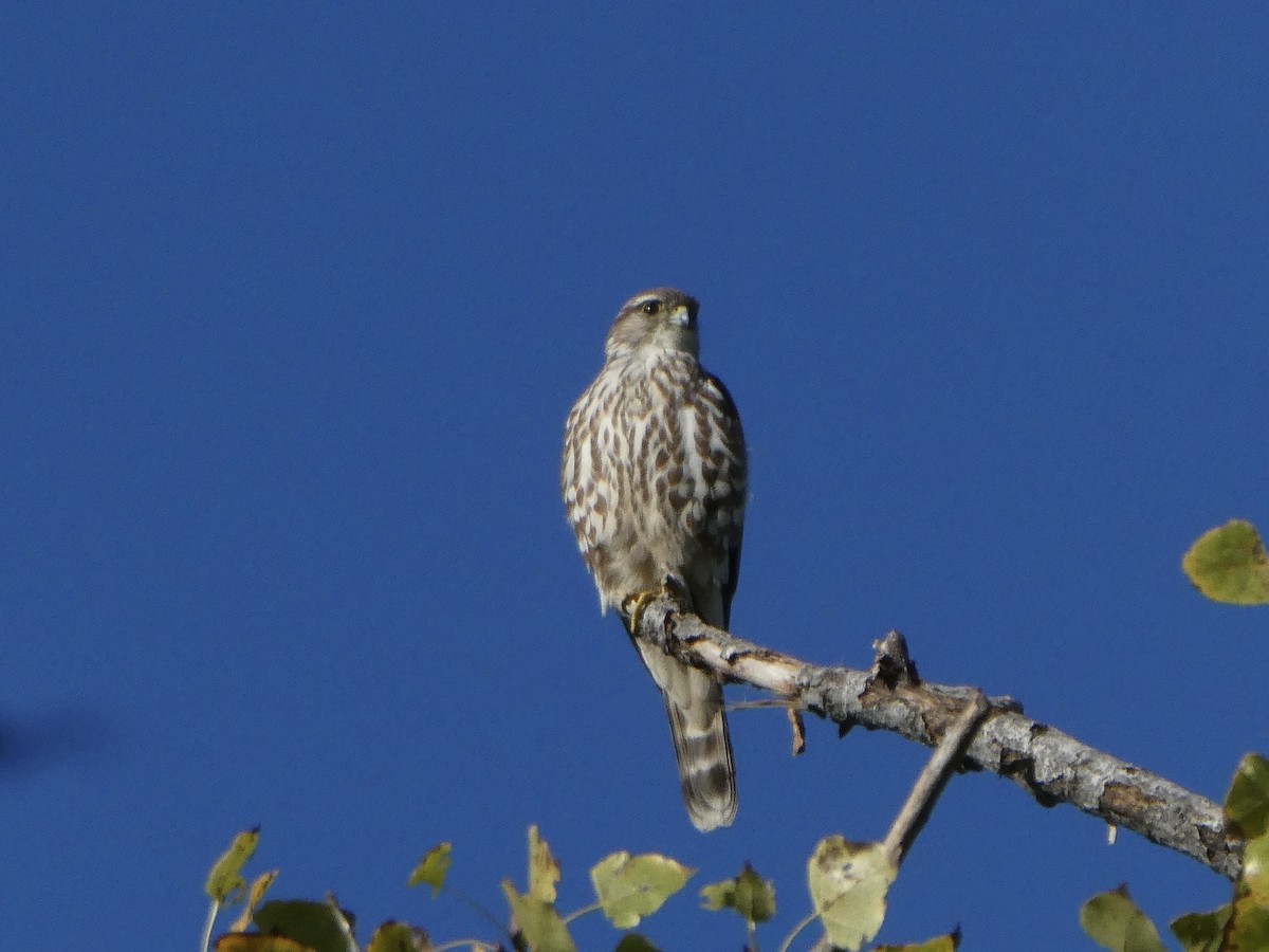 Merlin - ML646006205