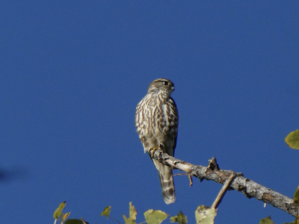 Merlin - ML646006206