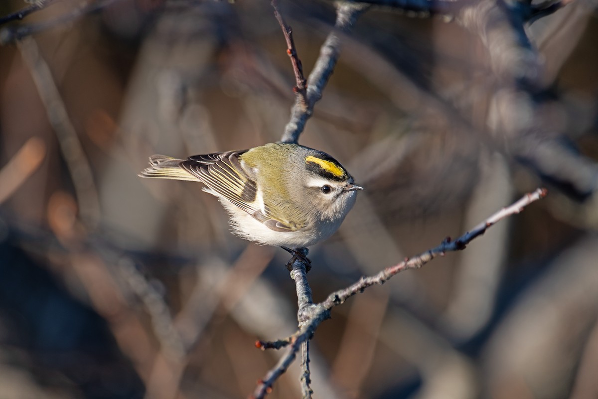 Reyezuelo Sátrapa - ML646006208