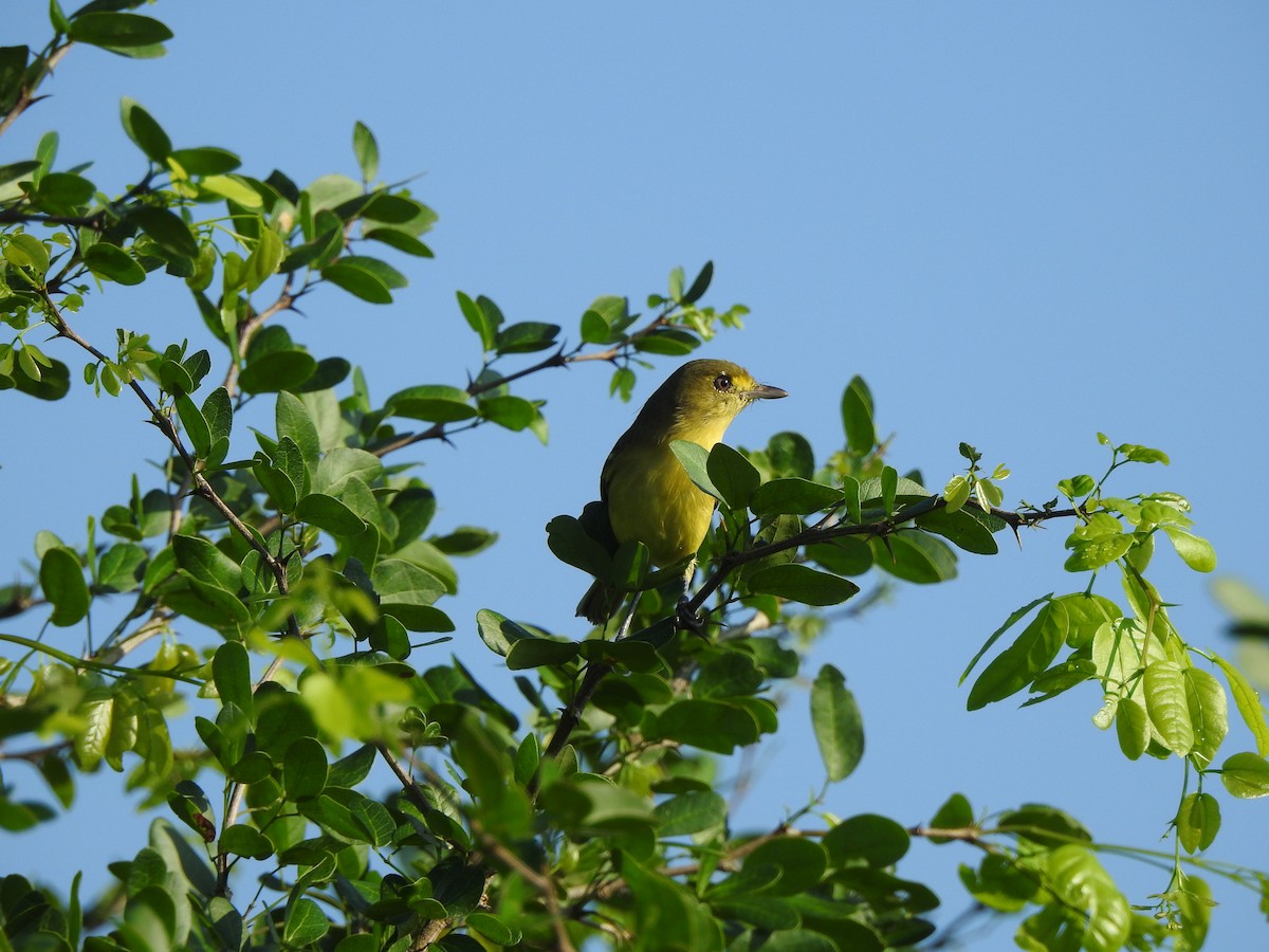 mangrovevireo - ML646006209