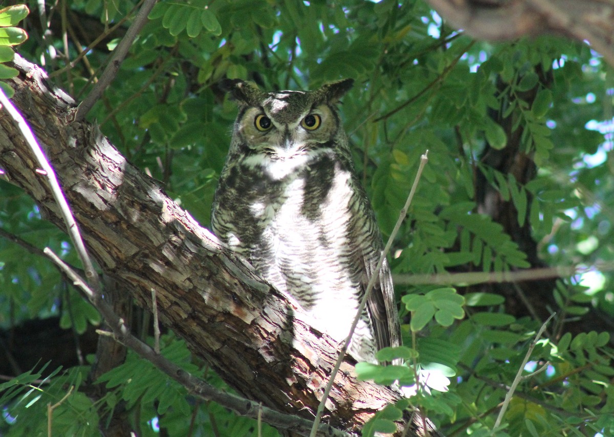 Пугач віргінський - ML646006219
