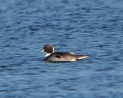 Northern Pintail - ML646006225