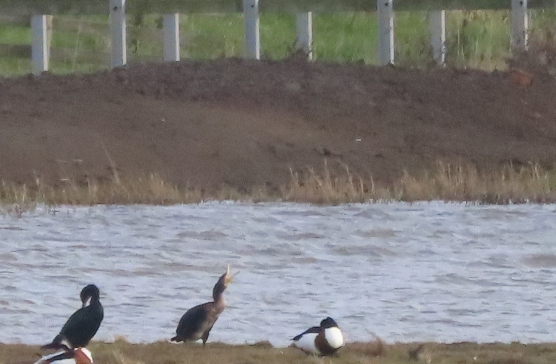 kormorán velký - ML646006228