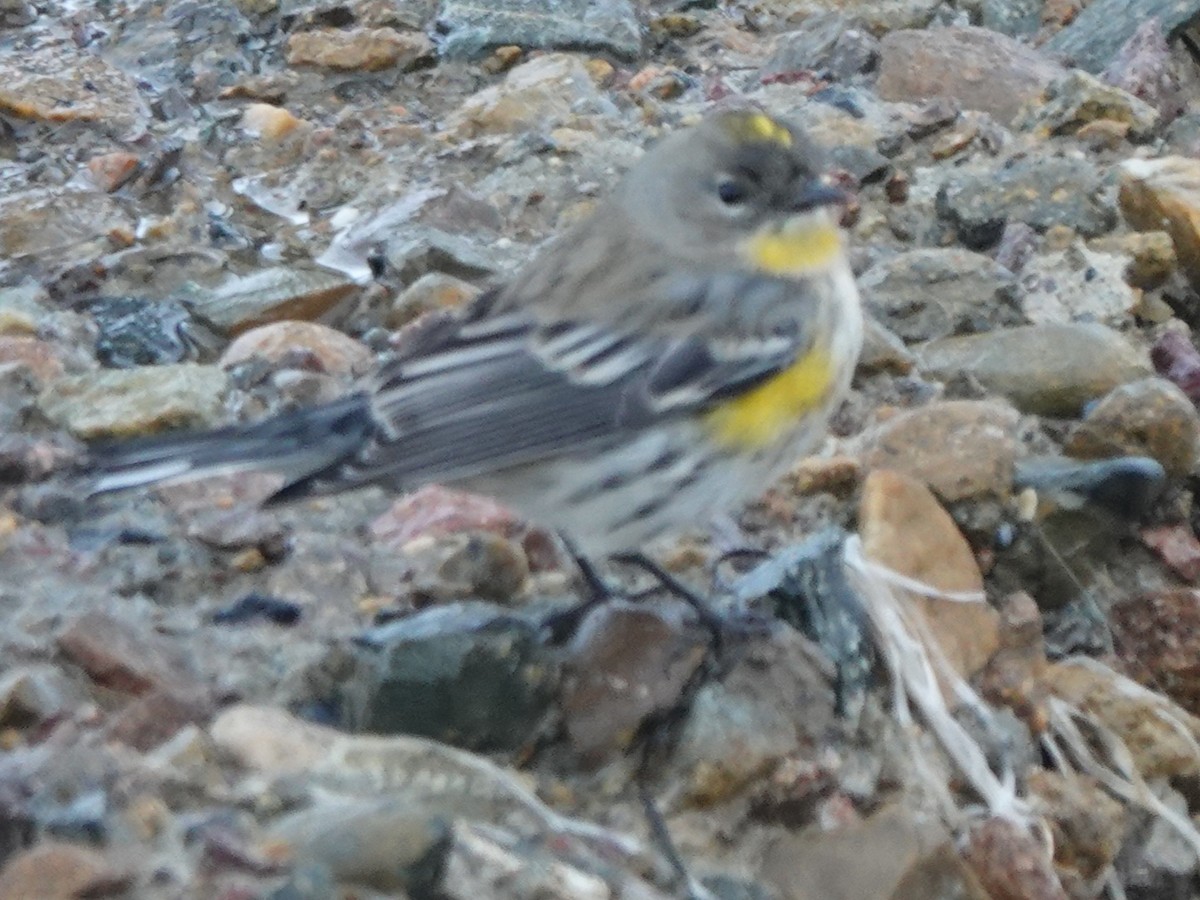 Reinita Coronada (de Audubon) - ML646006240