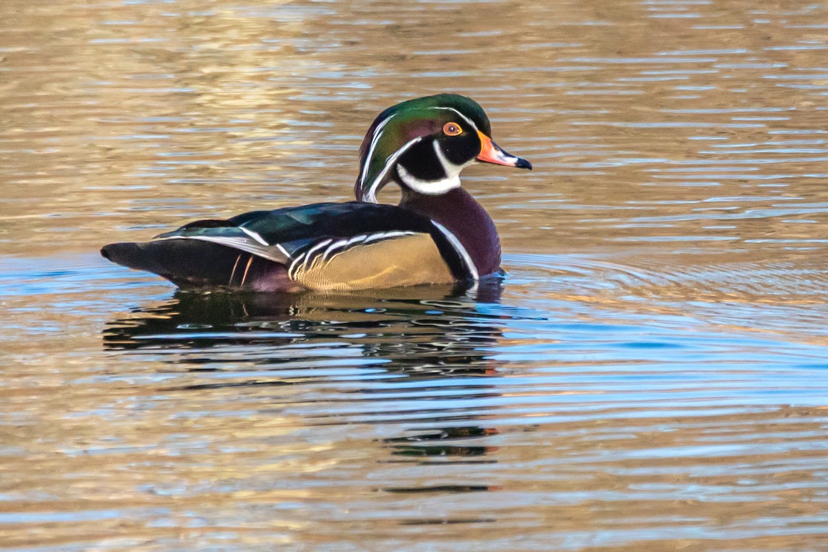 Wood Duck - ML646006241