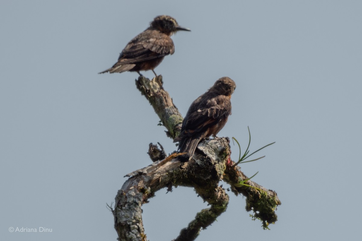 Cliff Flycatcher - ML646006251