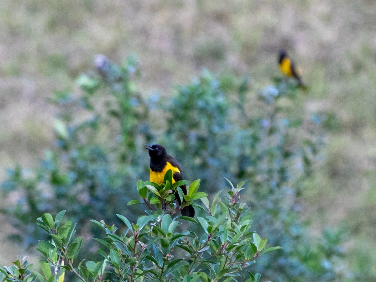 Yellow-rumped Marshbird - ML646006254