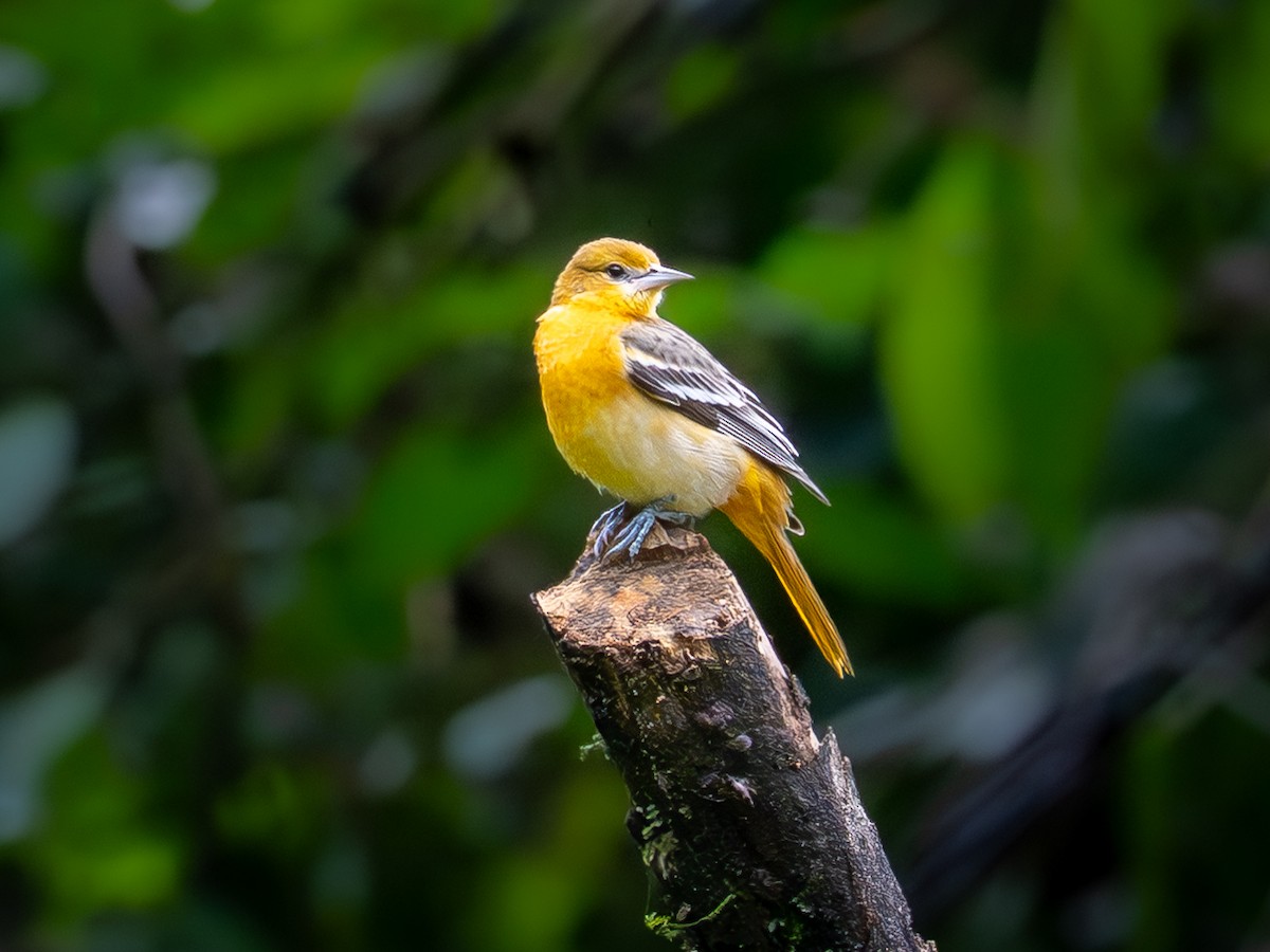 trupiál baltimorský - ML646006257