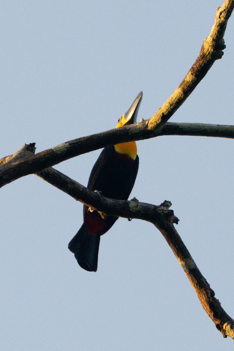 Channel-billed Toucan - ML646006258