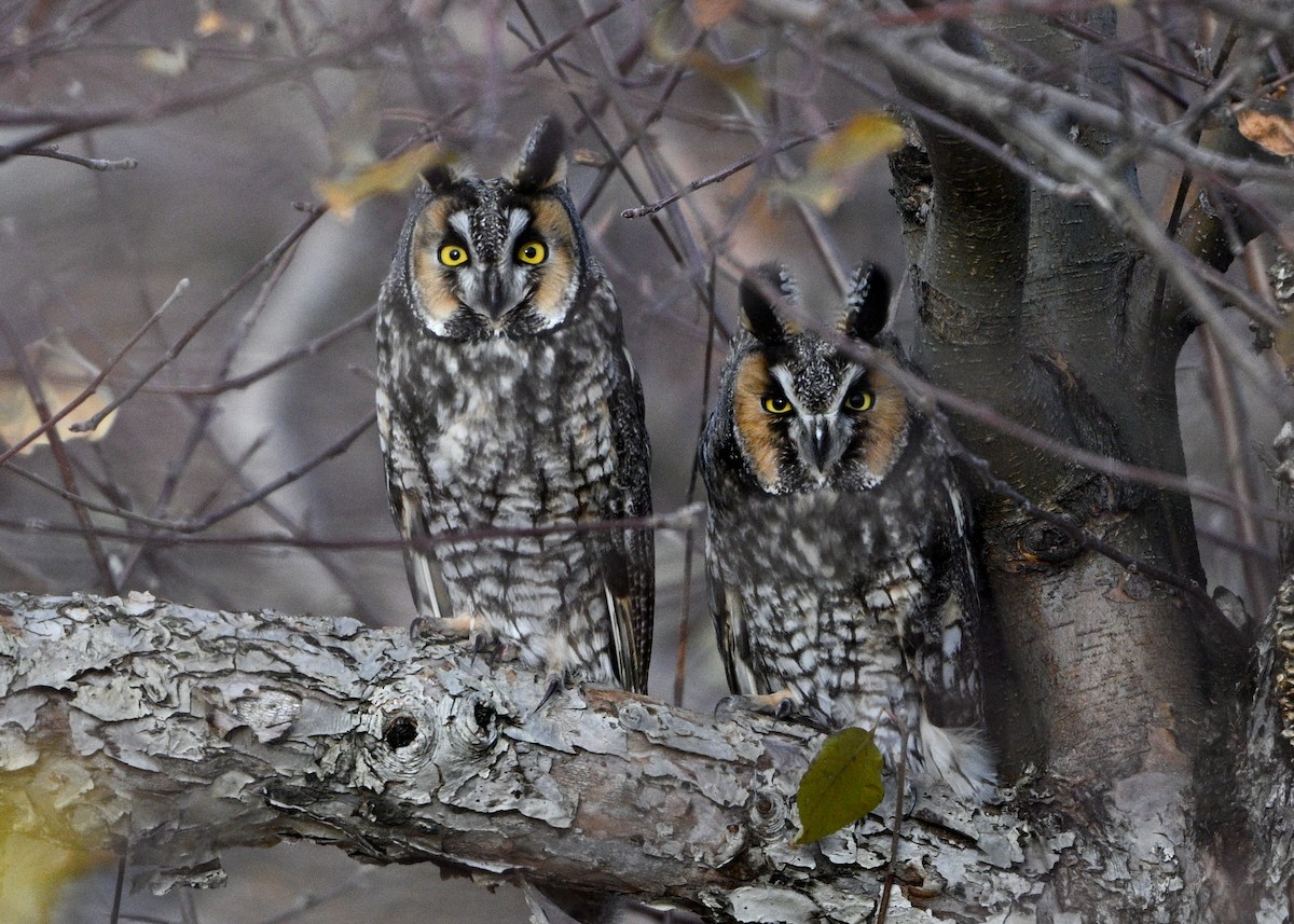Long-eared Owl - ML646006260