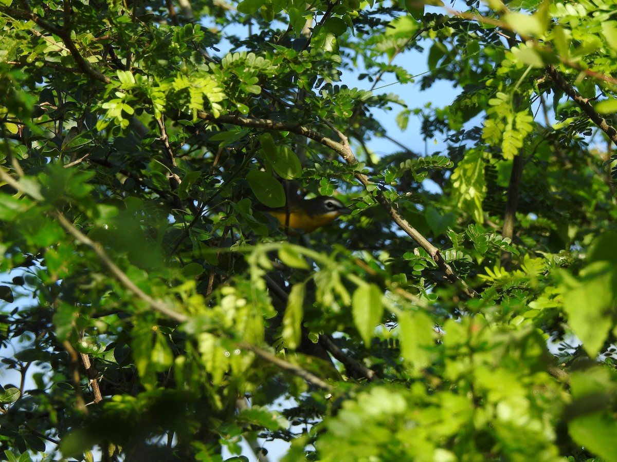 gulbrystparula - ML646006264