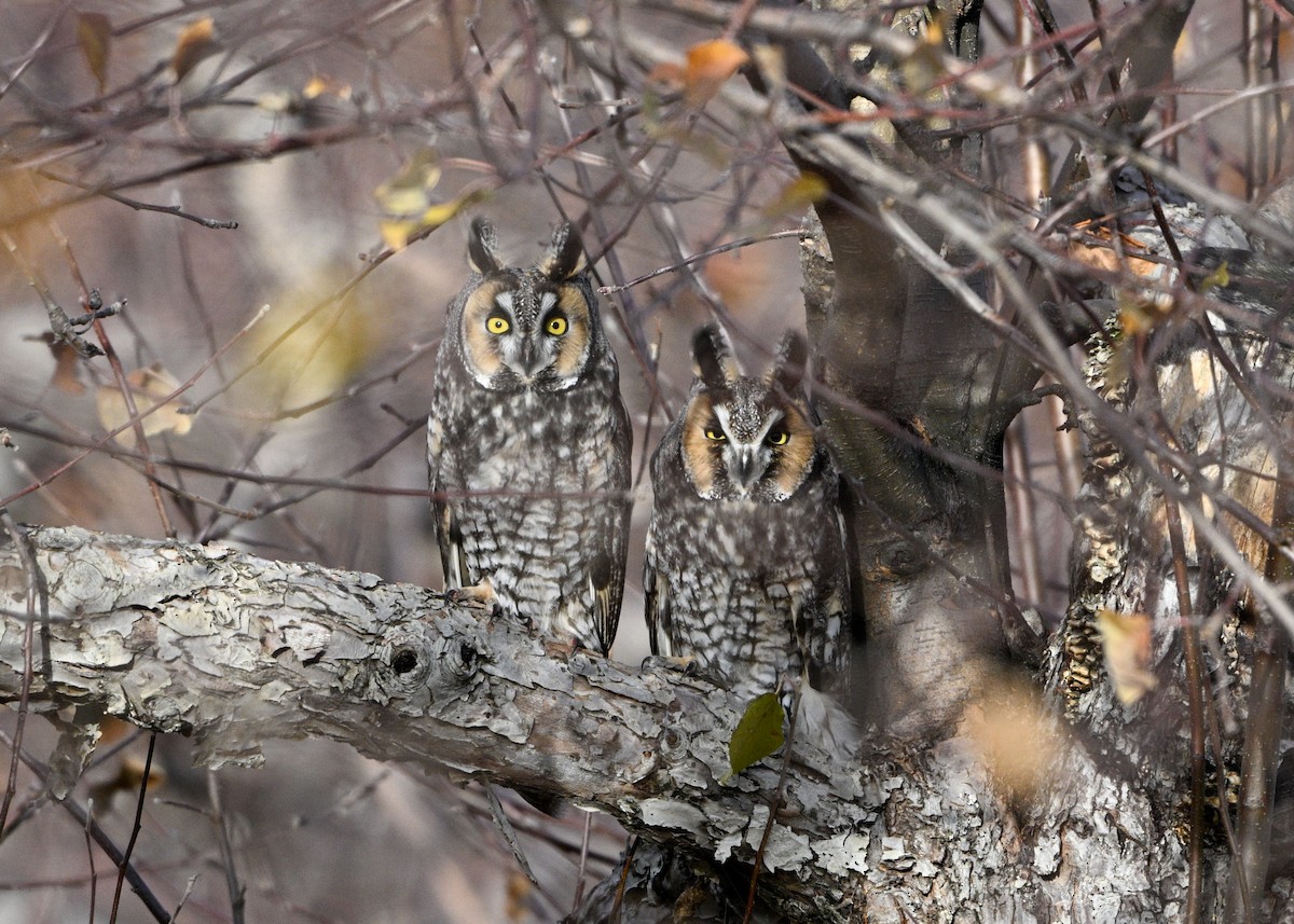 Long-eared Owl - ML646006274