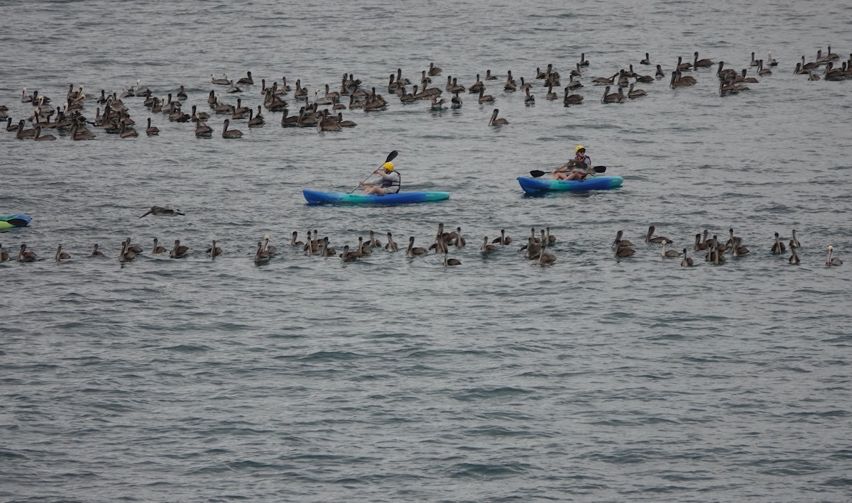 Pelícano Pardo - ML646006280