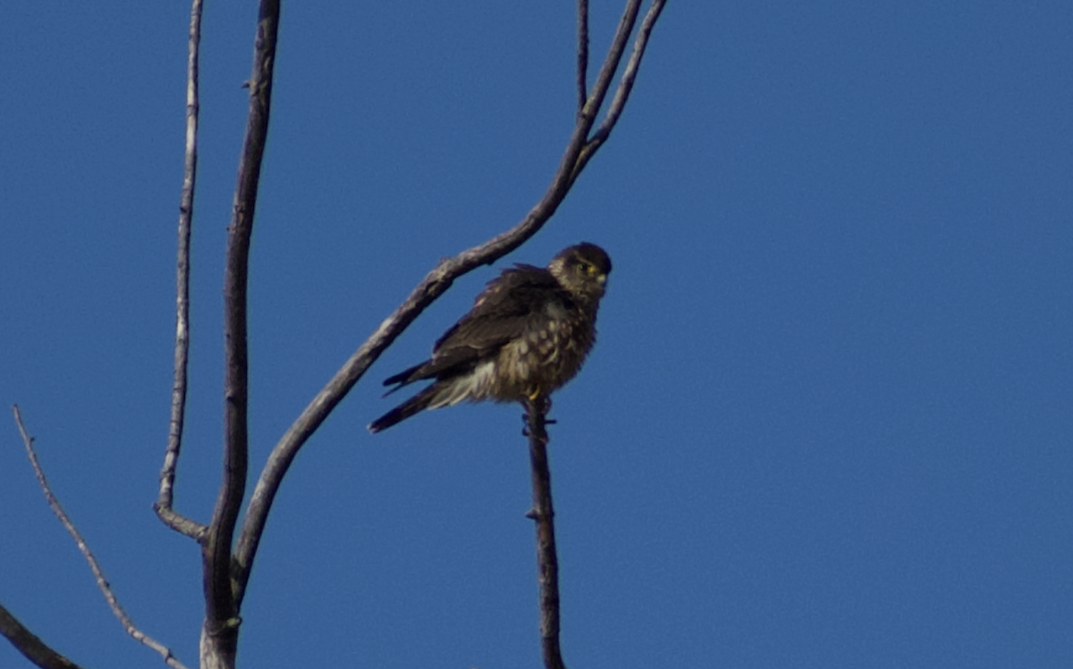 Merlin - ML646006283