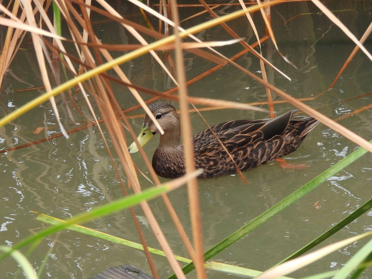 Mottled Duck (Gulf Coast) - ML646006284