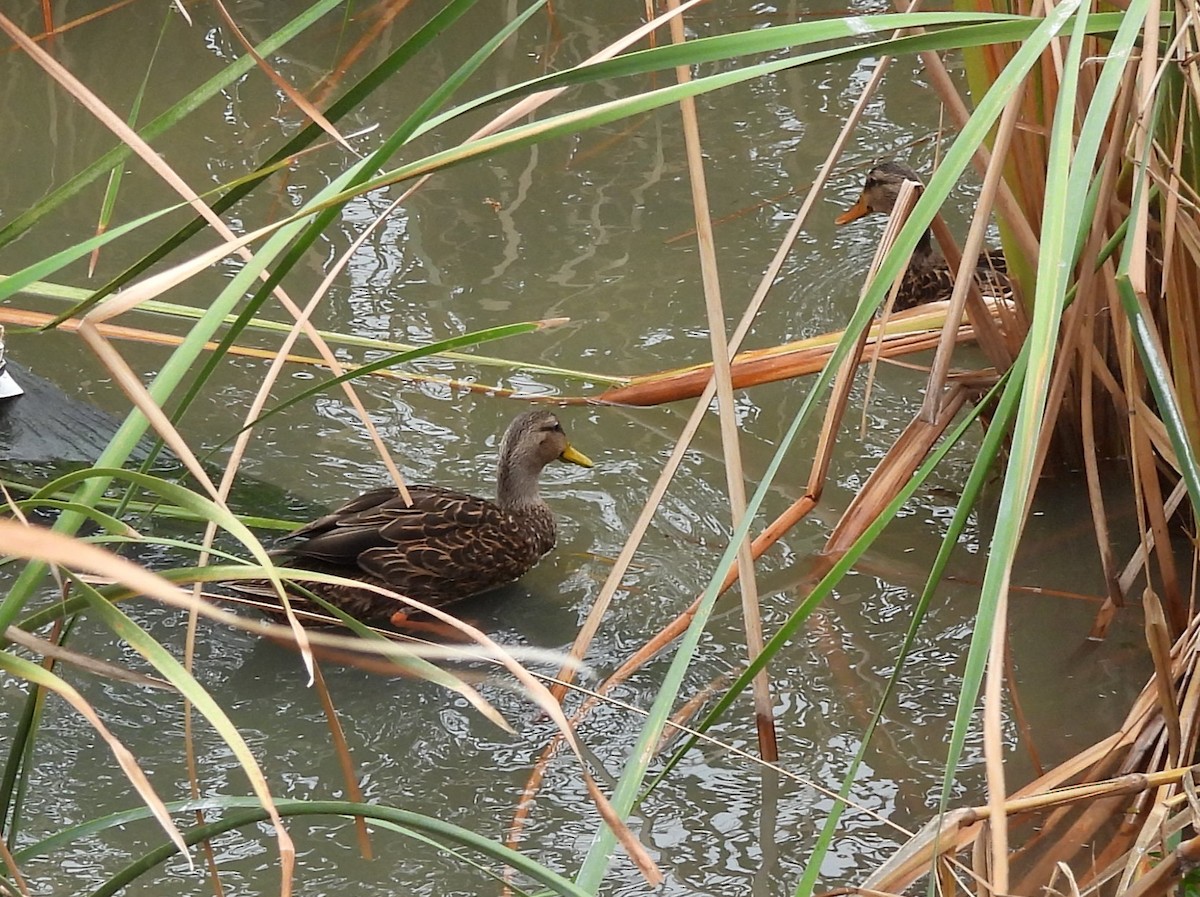 Mottled Duck (Gulf Coast) - ML646006288