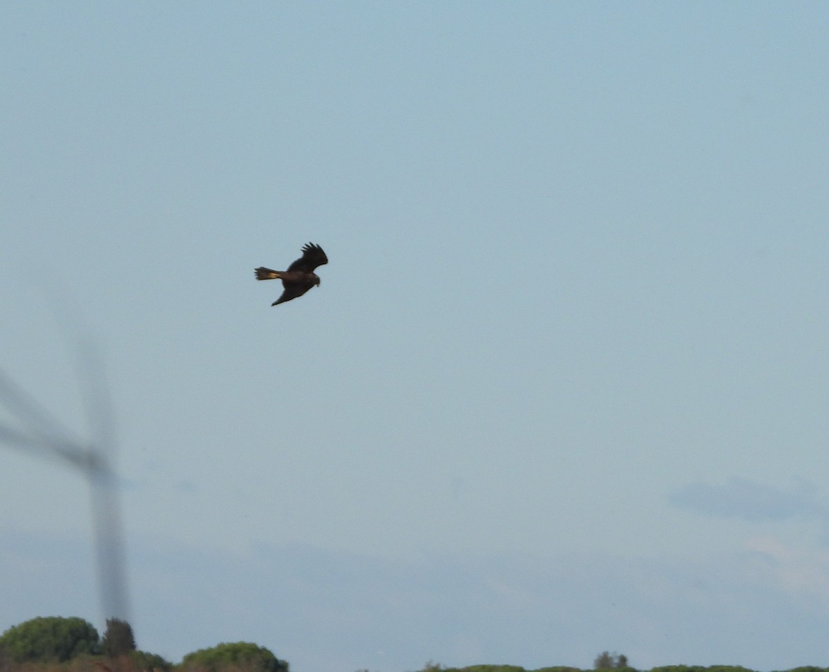 Western Marsh Harrier - ML646006290