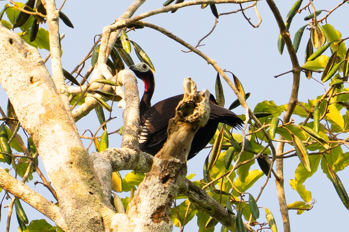 Red-throated Piping-Guan (White-crested) - ML646006312