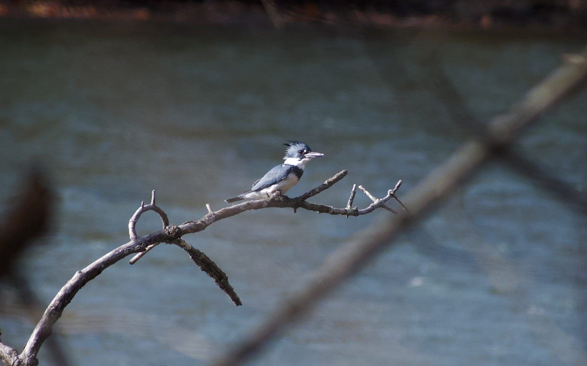 Belted Kingfisher - ML646006315