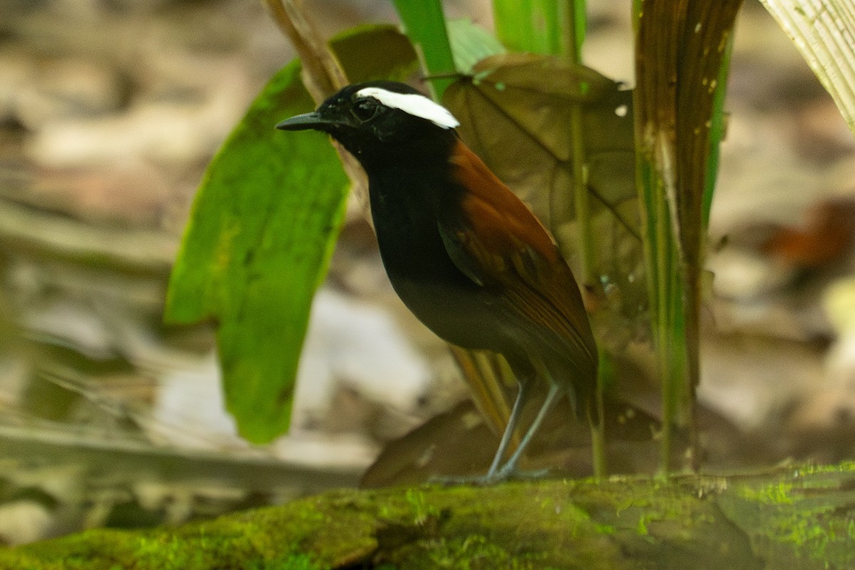 Black-bellied Gnateater - ML646006326