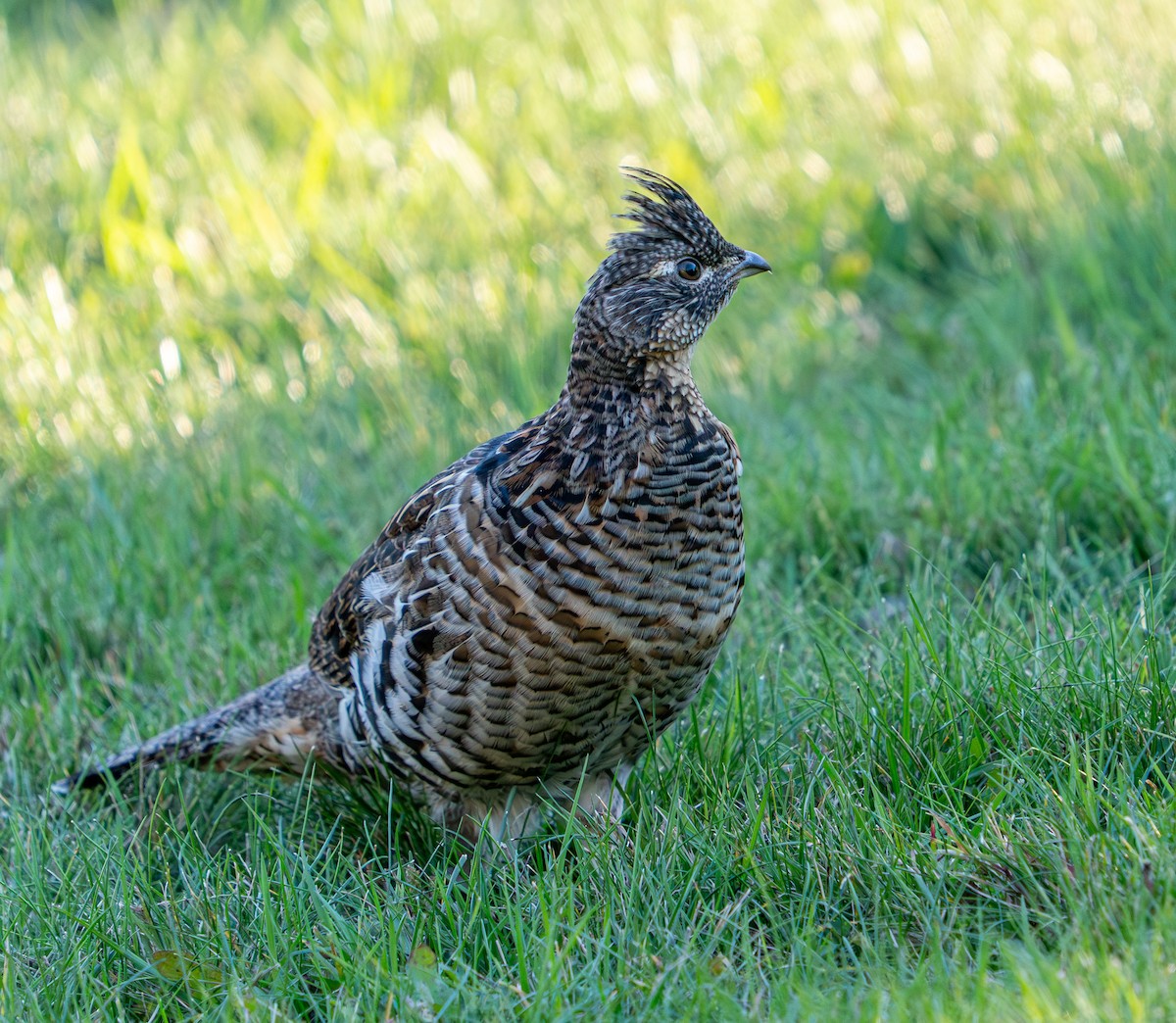 jeřábek kanadský - ML646006332