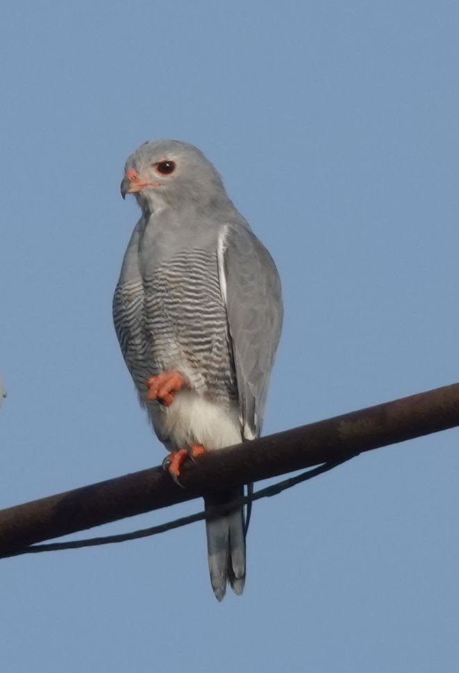 Lizard Buzzard - ML646006333