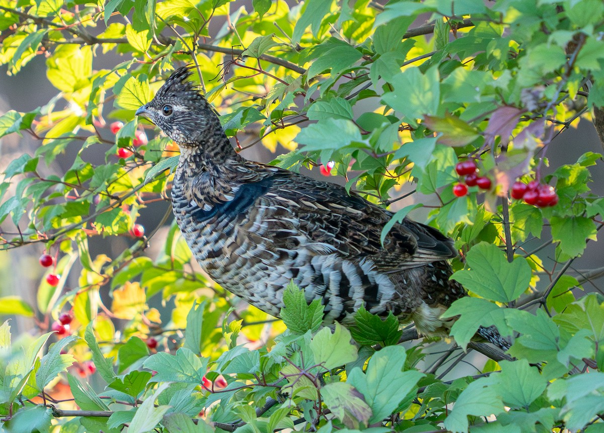 jeřábek kanadský - ML646006334