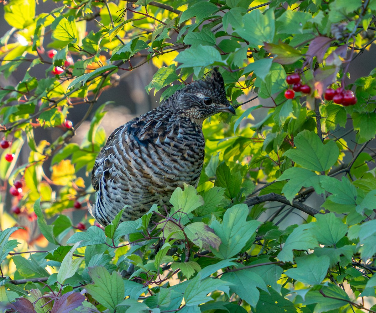 jeřábek kanadský - ML646006335