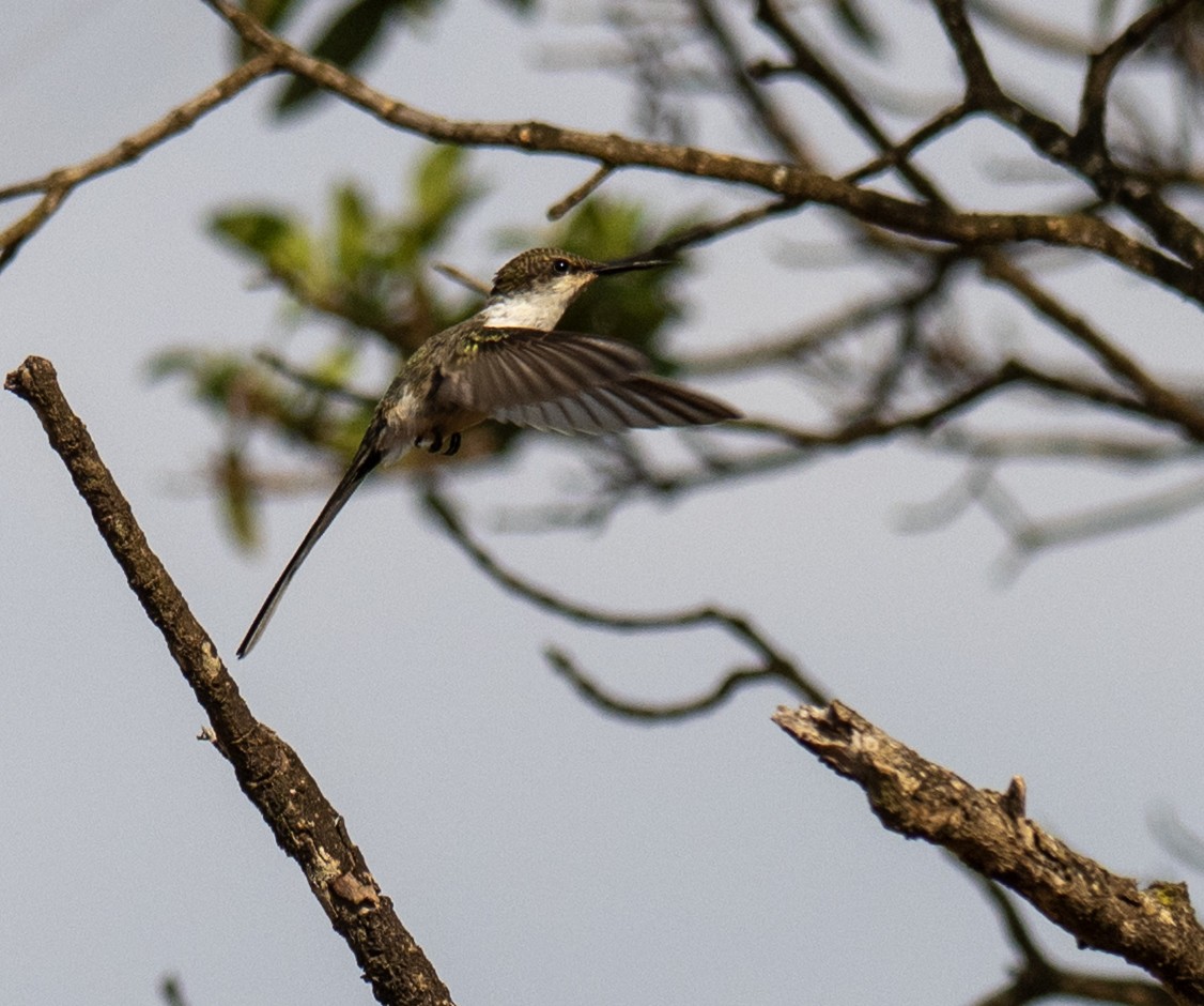 Horned Sungem - ML646006338