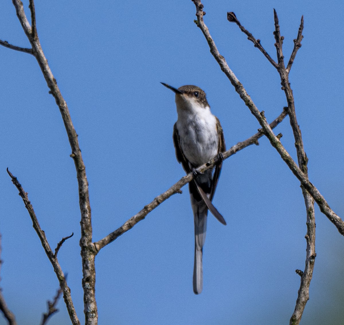 Horned Sungem - ML646006339