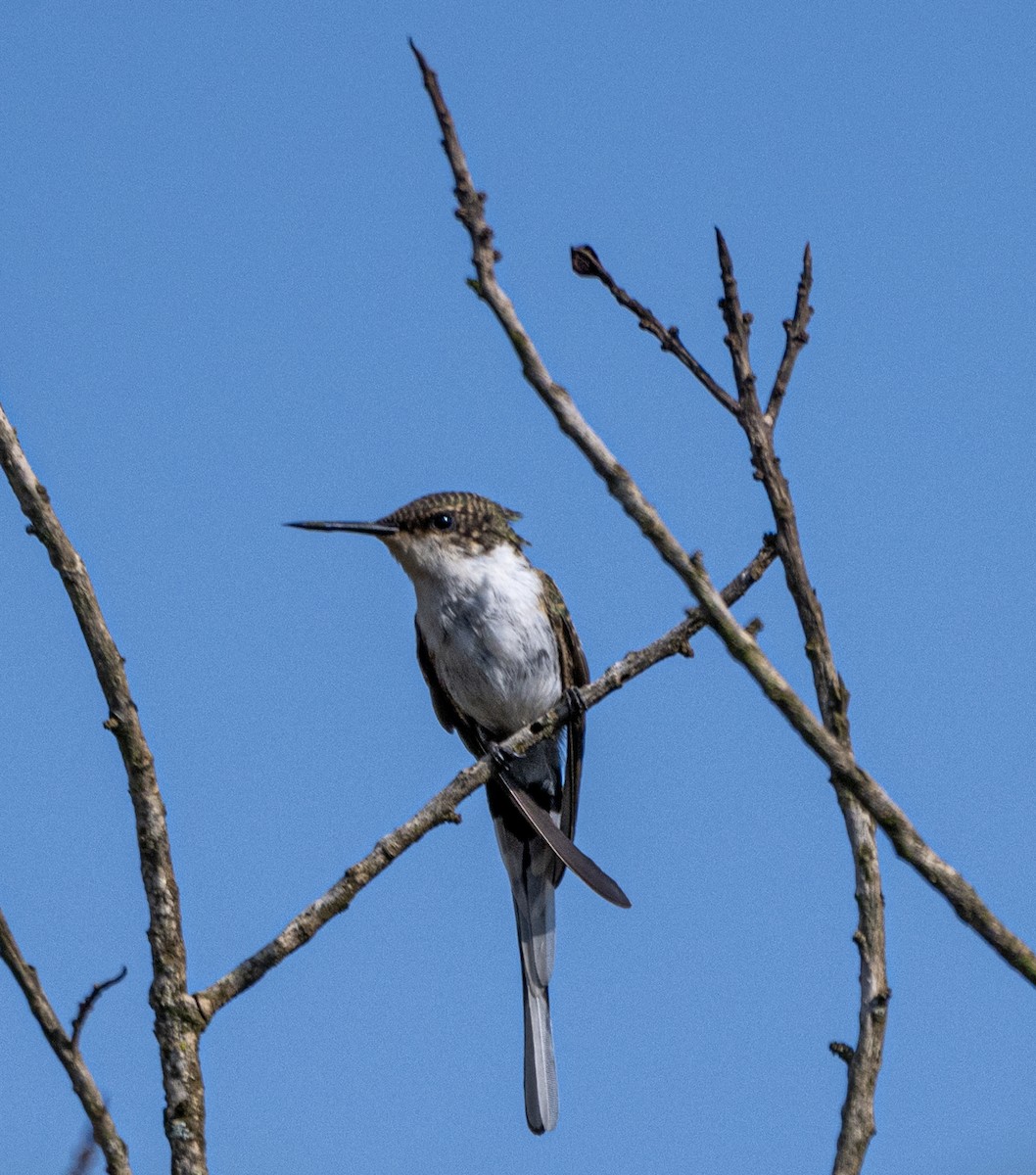 Horned Sungem - ML646006340