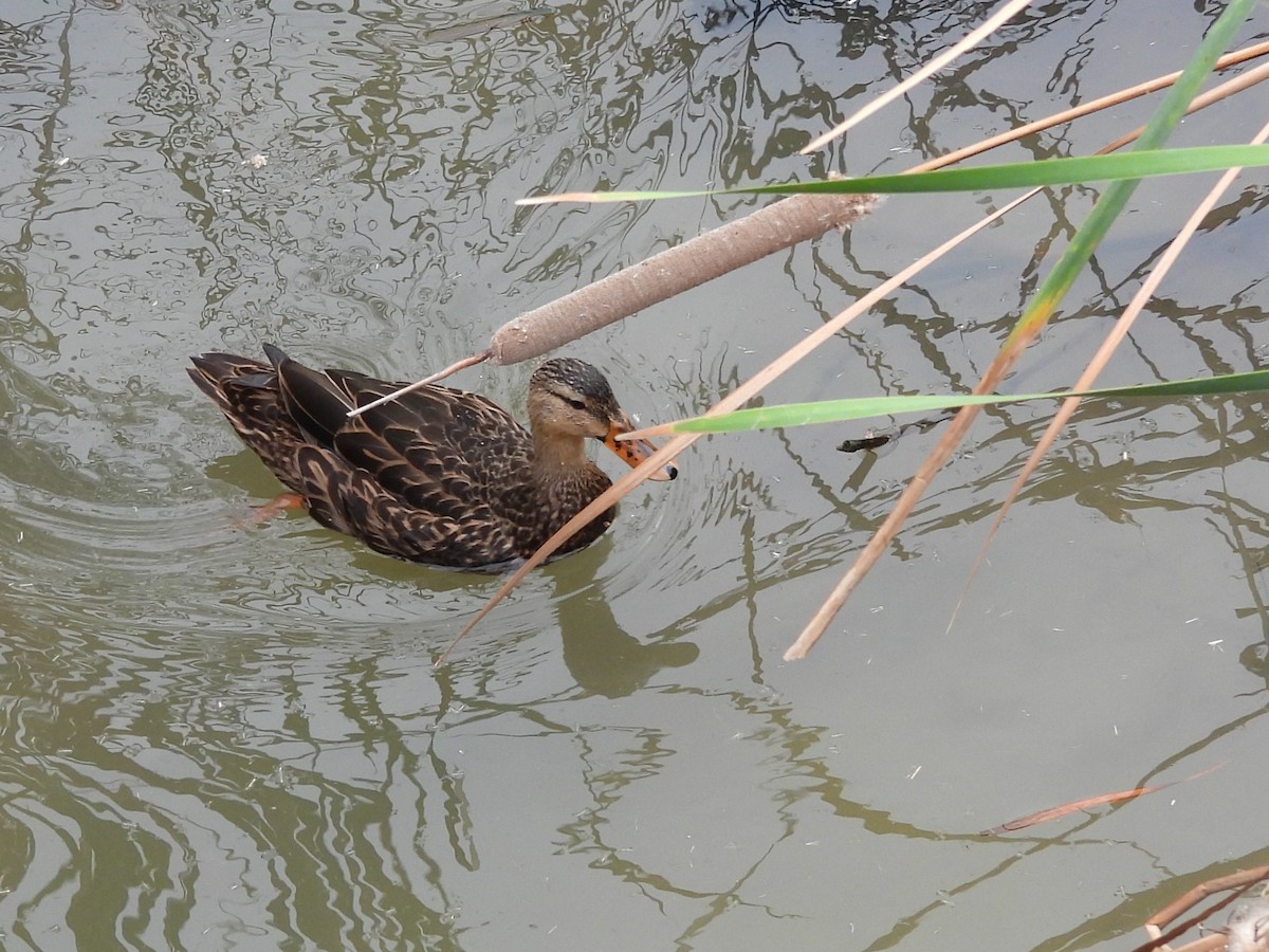 Mottled Duck (Gulf Coast) - ML646006348