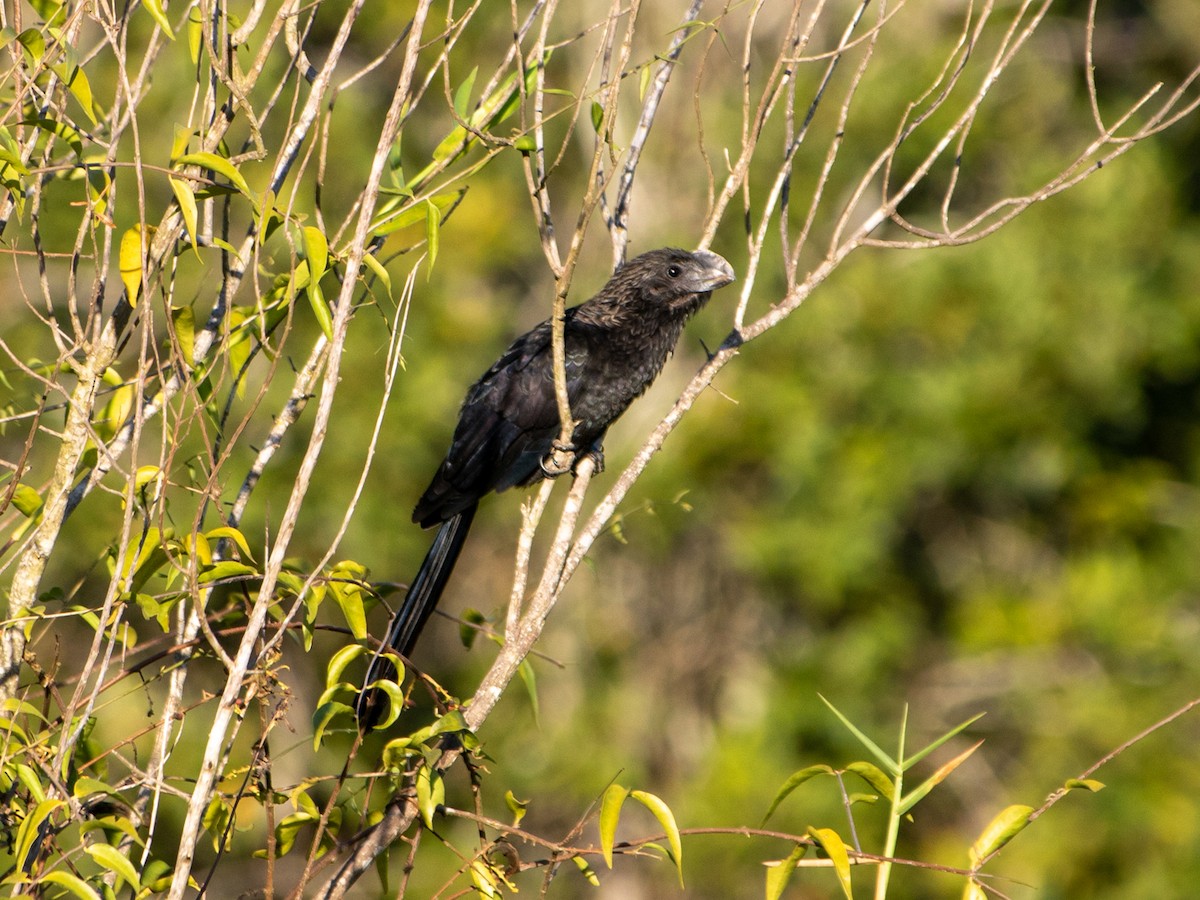 Smooth-billed Ani - ML646006353