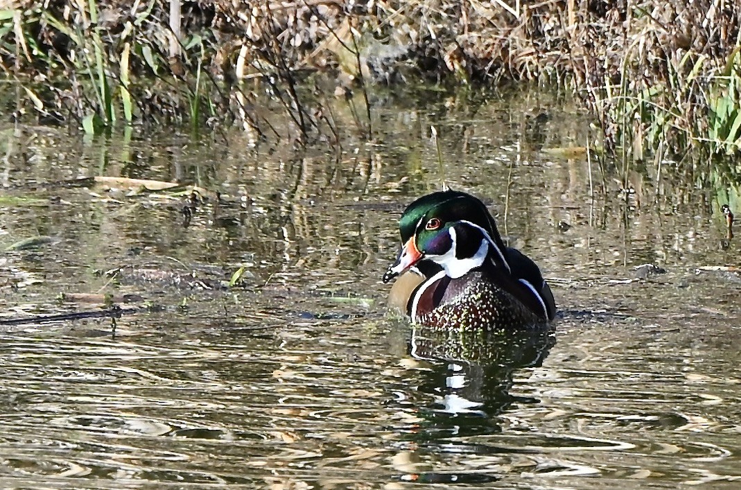 Wood Duck - ML646006355